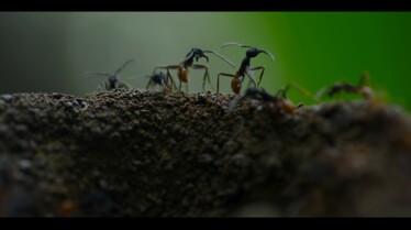 1001 vraies pattes (1).jpg