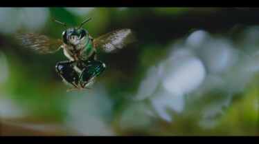 1001 vraies pattes (2).jpg