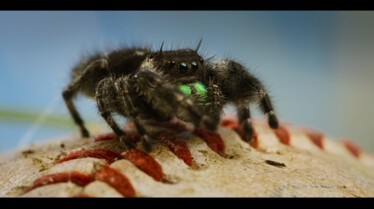 1001 vraies pattes (4).jpg