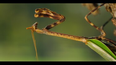 1001 vraies pattes (10).jpg