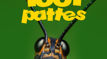 1001 vraies pattes KA.png