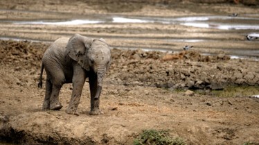 Histoire d'un bébé éléphant (1).jpg