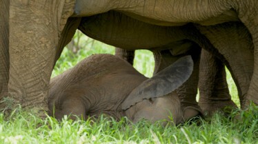 Histoire d'un bébé éléphant (2).jpg