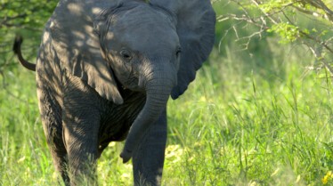 Histoire d'un bébé éléphant (3).jpg