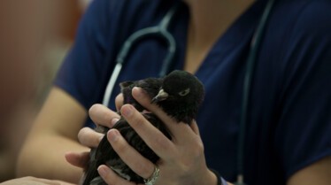 La clinique des animaux exotiques  Douleur au bec (1).jpg