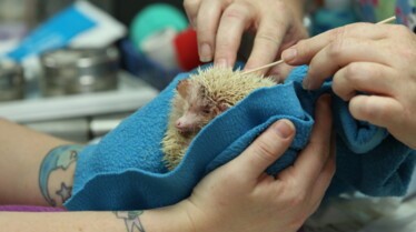 La clinique des animaux exotiques  Douleur au bec (2).jpg