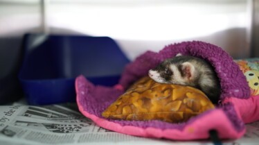 La clinique des animaux exotiques  Douleur au bec (3).jpg