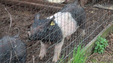 L'incroyable Dr Pol  Nouvelles recrues (3).jpg