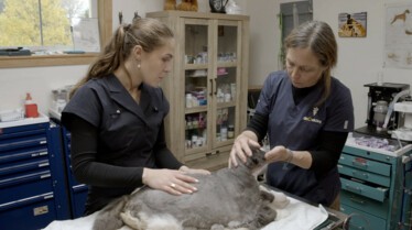 Renne en fuite (1).jpg