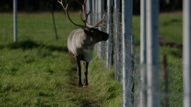 Renne en fuite (2).jpg