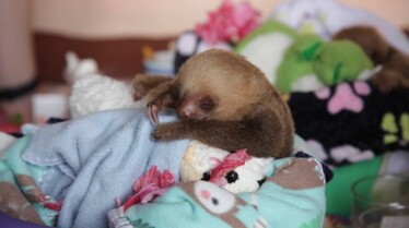 Dans la jungle, superbe jungle.. (2).jpg