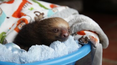 Dans la jungle, superbe jungle.. (4).jpg