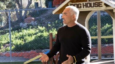 Des chiens pas comme les autres (1).jpg