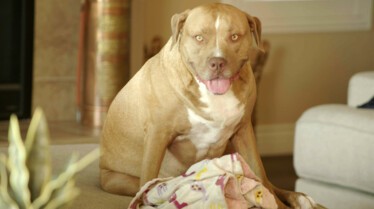 Des chiens pas comme les autres (2).jpg