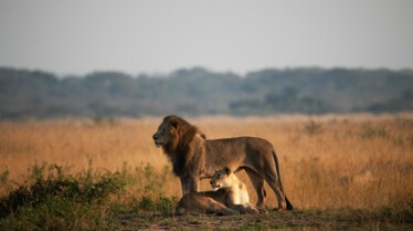 Histoire d'un bébé lion (3).jpg