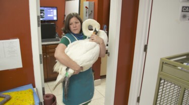 La clinique des animaux exotiques  La traversée du cygne (1).jpg