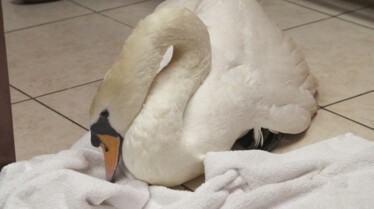 La clinique des animaux exotiques  La traversée du cygne (2).jpg