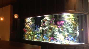 Les rois des aquariums  Méduses en or (1).JPG