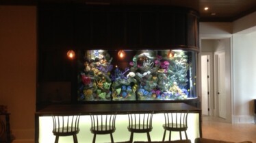 Les rois des aquariums  Méduses en or (2).JPG