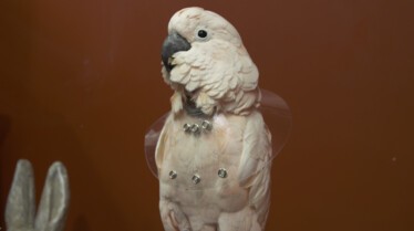 La clinique des animaux exotiques  Cacatoès caractériel (1).jpg