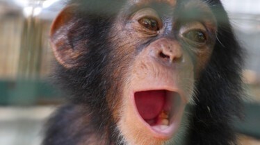 Meet the Chimps (1).jpg