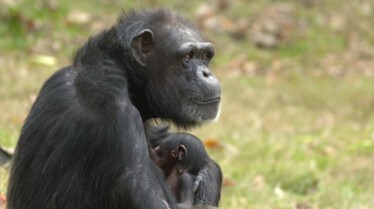 Meet the Chimps (3).JPG