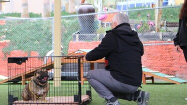Cesar Millan Better Human Better Dog (1).jpg