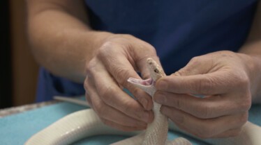 La clinique des animaux exotiques  Sans dents et sans pitié (2).jpg