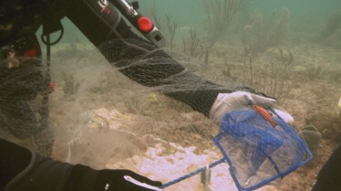 Les rois des aquariums  Un délicieux projet (1).jpg