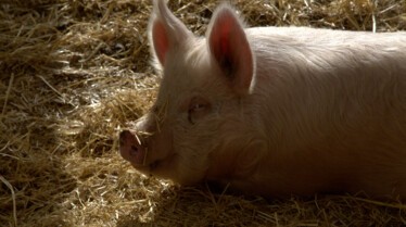 La clinique des animaux exotiques  Petit cochon (1).jpg