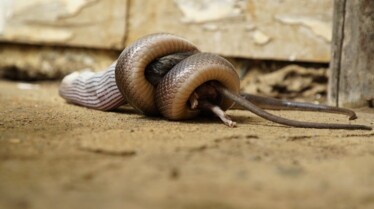 Snake City (3).jpg