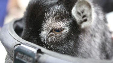 La clinique des animaux exotiques  Soin des ongles (1).jpg