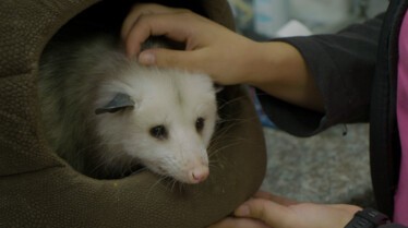 La clinique des animaux exotiques  Petites bêtes (3).JPG
