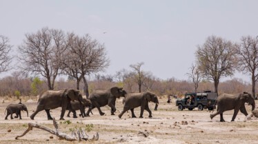 Savanna Queens (1).JPG