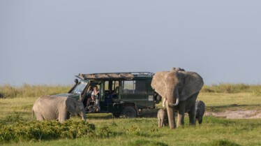 Savanna Queens (2).JPG