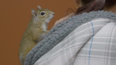 Sick As A Prairie Dog (2).jpg