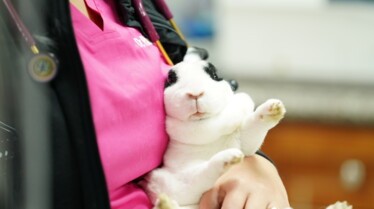 Band of Bunnies (2).jpg