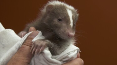 Operation Skunk (3).jpg