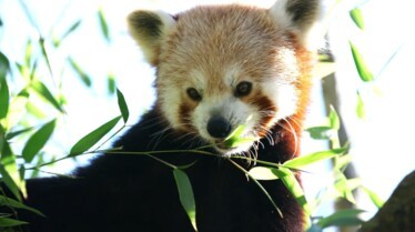 Une saison au zoo (3).jpg