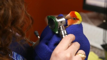 La clinique des animaux exotiques  Le chien et la tortue (1).jpg