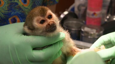 La clinique des animaux exotiques  Le chien et la tortue (2).jpg