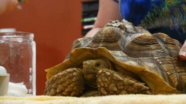La clinique des animaux exotiques  Le chien et la tortue (3).jpg
