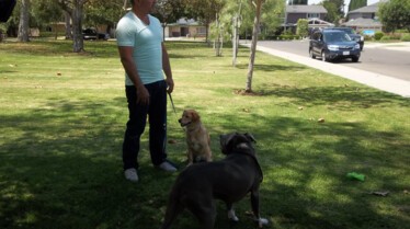 SOS Cesar  Danger au ranch ! (3).JPG