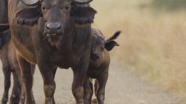 Les animaux déraillent  Croyez-le ou non ! (1).jpg
