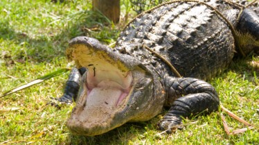 Swamp Men (3).JPG