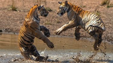 Tigres (5).png
