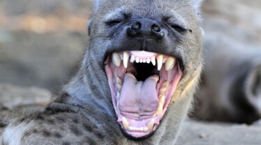 Les animaux déraillent  Croyez-le ou non ! (3).jpg
