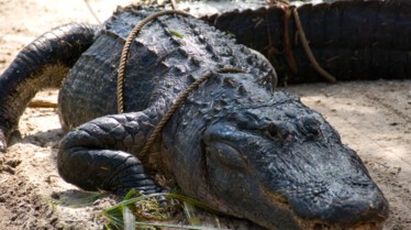 Les cowboys des marais  Evasion chez les alligators (1).JPG