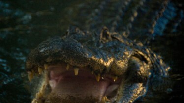 Les cowboys des marais  Evasion chez les alligators (3).JPG