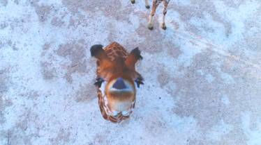 Une saison au zoo (1).tif